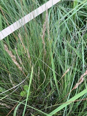 author not stated, no rights reserved Festuca rupicola, photograph author not stated, no rights reserved