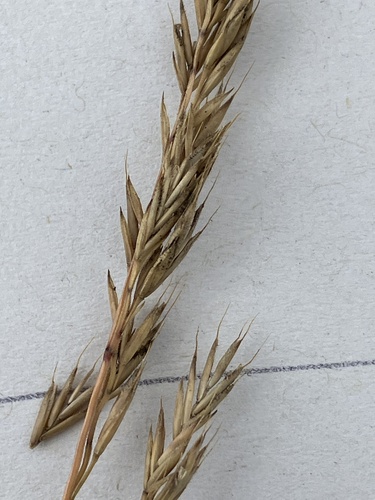 Festuca rupicola, photograph 5
