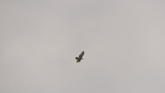 Buteo jamaicensis