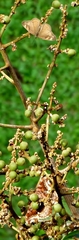Eurytela dryope angulata