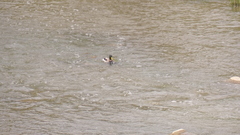 Anas platyrhynchos