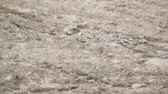 Actitis macularius