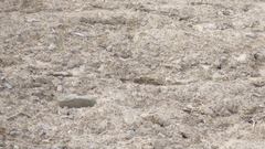 Actitis macularius