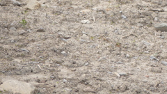 Actitis macularius
