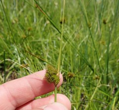 Carex unilateralis