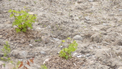 Actitis macularius