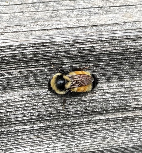 Photo of Tricolored Bumble Bee (Bombus ternarius)