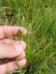 Carex unilateralis