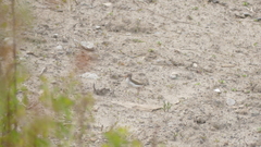 Actitis macularius