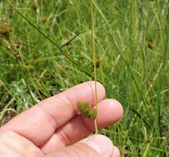 Carex unilateralis
