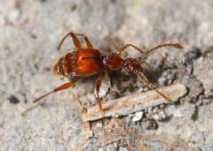 Pselaphinae
