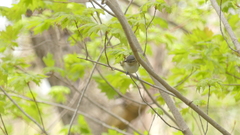 Vireo olivaceus