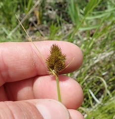 Carex athrostachya