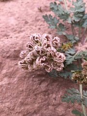 Cymopterus