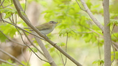 Vireo olivaceus