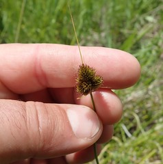 Carex athrostachya