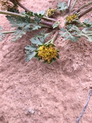 Cymopterus