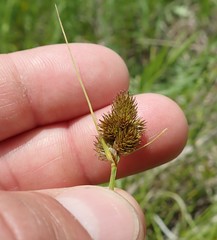 Carex athrostachya