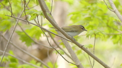 Vireo olivaceus