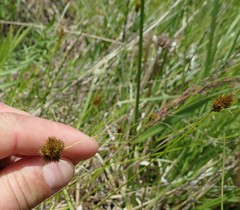 Carex athrostachya