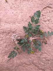 Cymopterus