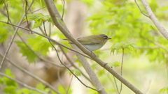Vireo olivaceus