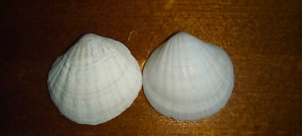 Little-comb Lucine