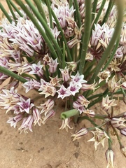 Allium macropetalum