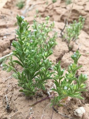 Lappula occidentalis cupulata