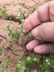 Lappula occidentalis cupulata