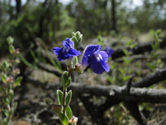 Scutellaria potosina