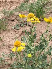 Gaillardia spathulata
