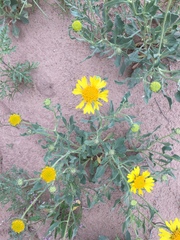 Gaillardia spathulata