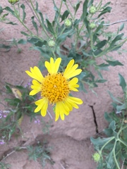 Gaillardia spathulata