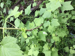Ribes americanum