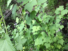 Ribes americanum
