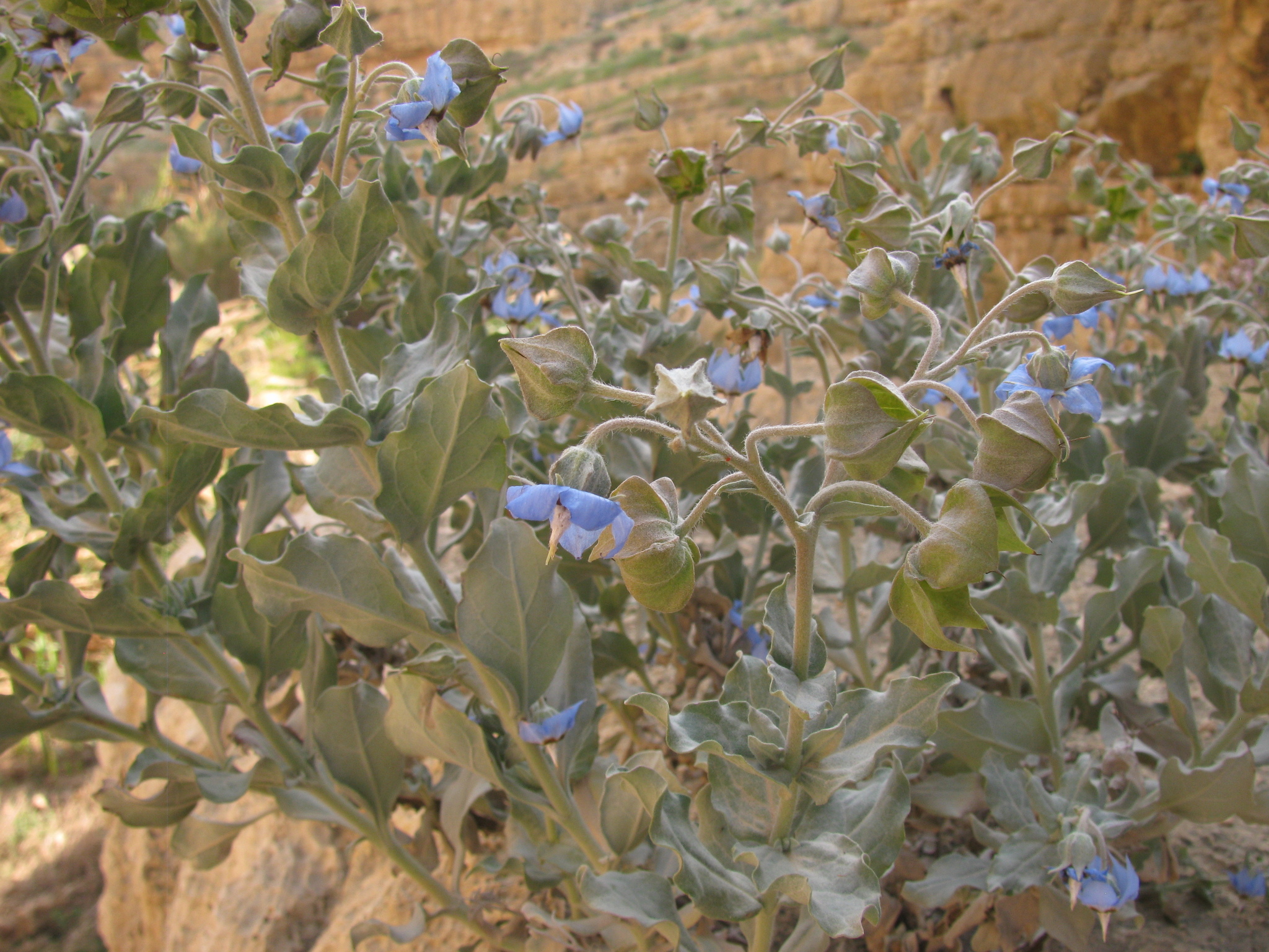 Trichodesma boissieri
