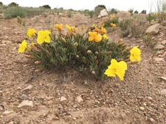 Oenothera lavandulifolia
