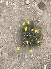 Oenothera lavandulifolia