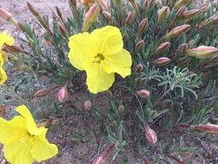 Oenothera lavandulifolia