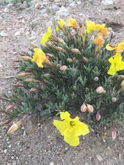 Oenothera lavandulifolia
