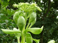 Angelica dahurica