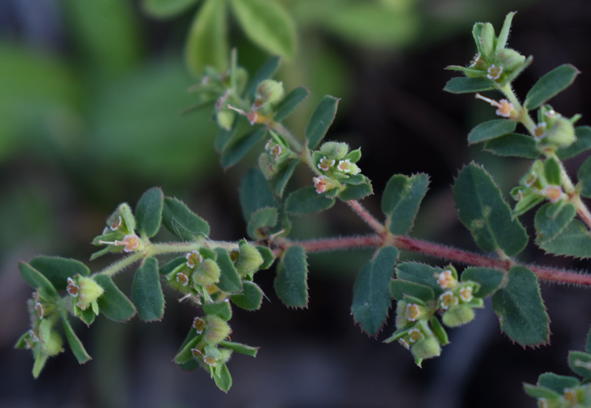 Euphorbia schultzii