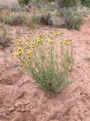 Hymenopappus filifolius
