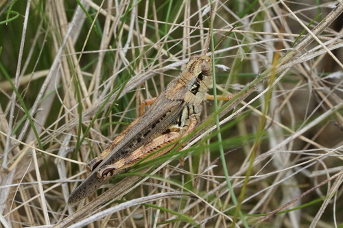 Pasture Spur-throat Grasshopper photo 4