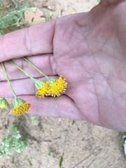 Hymenopappus filifolius