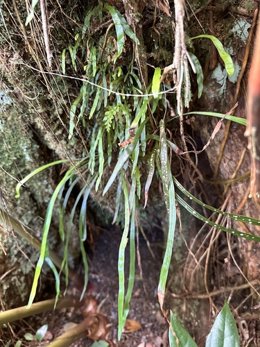Haplopteris elongata observed 2024-06-11