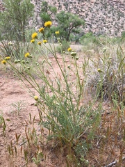 Hymenopappus filifolius