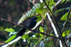 Rhipidura albicollis