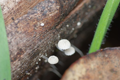 Mycena maldea